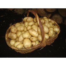 SEED POTATO - SECOND EARLY 'Maris Peer' - 2.5kg