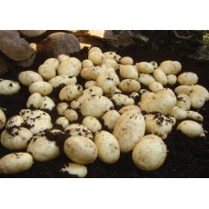 SEED POTATO - MAIN CROP 'Maris Piper' - 2.5kg