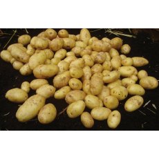 SEED POTATO - SALAD 'Nicola' - 2.5kg