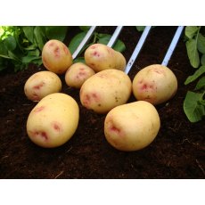 SEED POTATO - SECOND EARLY 'Osprey' - 5 Tubers SEED POTATO - SECOND EARLY 'Osprey' - 5 Tubers