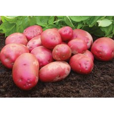 SEED POTATO - FIRST EARLY 'Red Duke of York' - 2.5kg