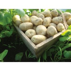 SEED POTATO - FIRST EARLY 'Rocket' - 2.5kg