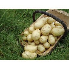 SEED POTATO - FIRST EARLY 'Sharpes Express' - 2.5kg