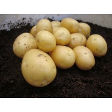 SEED POTATO - SECOND EARLY 'Vivaldi' - 5 Tubers SEED POTATO - SECOND EARLY 'Vivaldi' - 5 Tubers