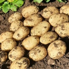 SEED POTATO - MAIN CROP 'Marvel' - 2.5kg