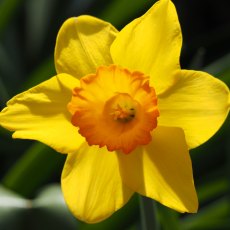 TAYLORS Narcissus Juanita - 1Kg (When Packed) TAYLORS Narcissus Juanita - 1Kg (When Packed)