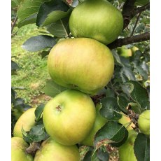 Apple (Malus) 'Bramley 20' - Bush - M26   12L Apple (Malus) 'Bramley 20' - Bush - M26   12L