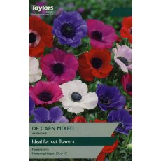 TAYLORS Anemone De Caen Mixed TAYLORS Anemone De Caen Mixed