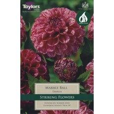 TAYLORS Dahlia Marble Ball