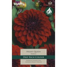 TAYLORS Dahlia Night Queen