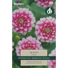 TAYLORS Dahlia Be Kind