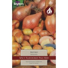 SHALLOT 'Biztro'