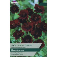 TAYLORS Cosmos Atrosanguineus (Chocolate Cosmos)