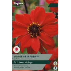 TAYLORS Dahlia Bishop Of Llandaff