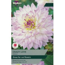 TAYLORS Dahlia Crazy Love