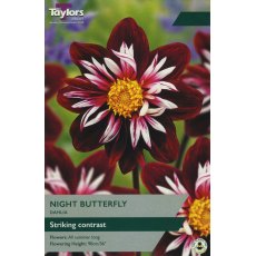 TAYLORS Dahlia Night Butterfly
