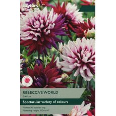 TAYLORS Dahlia Rebecca's World