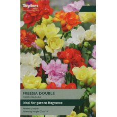 TAYLORS Freesias Double