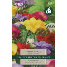 TAYLORS Freesias Single