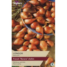 SHALLOT - FRENCH 'Longor'