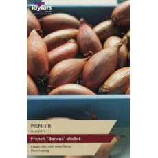 SHALLOT - FRENCH 'Mehnir'