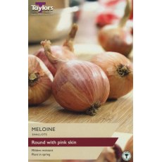 SHALLOT - FRENCH 'Meloine'