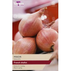 SHALLOT - FRENCH 'Mikor'