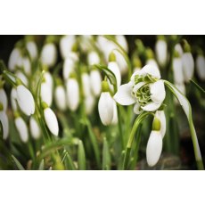POTTED SPRING BULB Galanthus nivalis 'flore pleno'   9cm