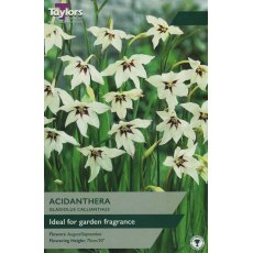TAYLORS Gladiolus Callianthus (Acidanthera)