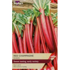 RHUBARB 'Red Champagne'