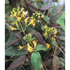 Lonicera henryi 'Copper Beauty'  3L