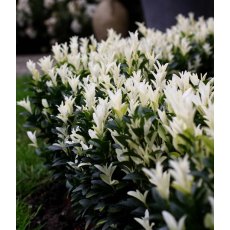 Euonymus japonicus 'Paloma Blanca'   2L Euonymus japonicus 'Paloma Blanca'   2L