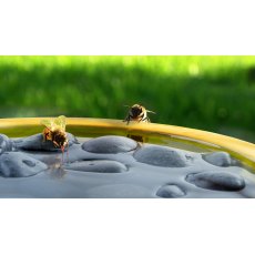 Bee And Butterfly Bath