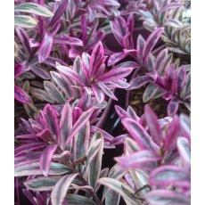 Hebe 'Heartbreaker'   2L