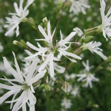 MARGINAL - Lychnis flos-cuculi 'White Robin'   1L