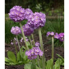 ALPINE Primula denticulata 'Lilac' 9cm ALPINE Primula denticulata 'Lilac' 9cm