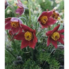 ALPINE Pulsatilla vulgaris 'Red' 9cm ALPINE Pulsatilla vulgaris 'Red' 9cm