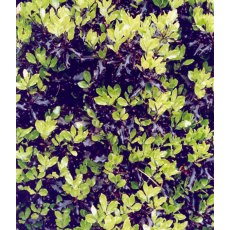 Pittosporum tenuifolium 'Tom Thumb'   3L Pittosporum tenuifolium 'Tom Thumb'   3L