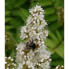 Sorbaria sorbifolia 'Sem'   3L Sorbaria sorbifolia 'Sem'   3L