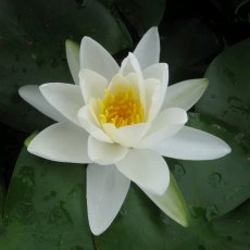 LILY (LARGE) - Nymphaea Gladstoniana 3L LILY (LARGE) - Nymphaea Gladstoniana 3L