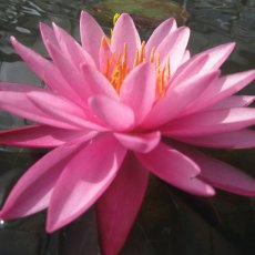 LILY  (MEDIUM) - Nymphaea Mayla   3L