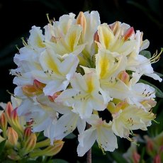 DECIDUOUS AZALEA 'Davesii'   4L DECIDUOUS AZALEA 'Davesii'   4L
