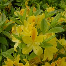 DECIDUOUS AZALEA 'Gold Topas'  4L