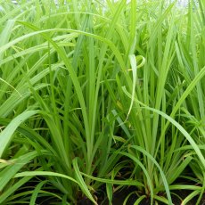 MARGINAL - Carex pendula   1L