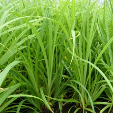 MARGINAL - Carex pendula
