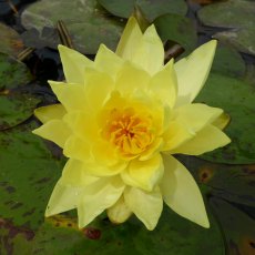 LILY (MEDIUM) - Nymphaea Lemon Mist 3L LILY (MEDIUM) - Nymphaea Lemon Mist 3L