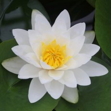 LILY (LARGE) - Nymphaea Virginalis 3L LILY (LARGE) - Nymphaea Virginalis 3L