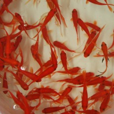 Goldfish
