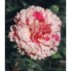GARDEN PINK Dianthus 'Bailey's Celebration'   9cm