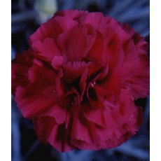 GARDEN PINK Dianthus 'Devon Wizard'   9cm